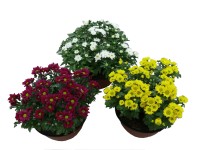 Krizantém (Chrysanthemum) Krizantém (Chrysanthemum)