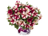 Petunia mix színes cserépben 12 cm