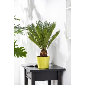 GROW by OBI Cycas Revoluta, kb. 45 cm magas, sárga cserépben, fekete asztalon.