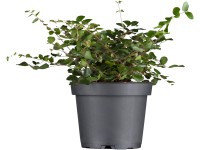 Porccserje fehér cserépátmérő: kb. 13 cm Muehlenbeckia