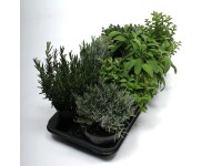 Fűszernövények 14 cm Fűszernövények 14 cm