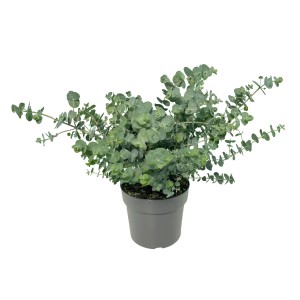 GROW by OBI Eukaliptusz 'Baby Blue' cserépben, örökzöld dísznövény dekoratív levelekkel.