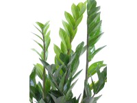 Zamioculcas cserépátmérő: kb. 17 cm