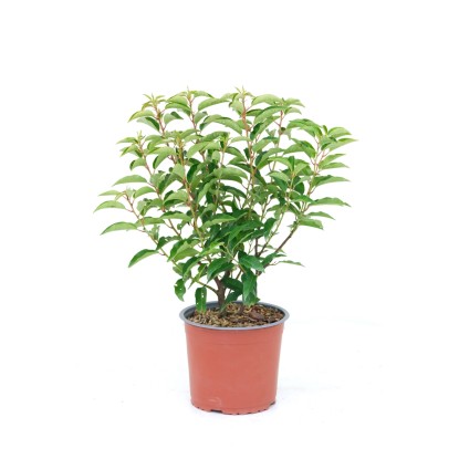 GROW by OBI Por. babérmeggy Angustifolia magas. 45cm cserép 3 liter-Prunus Lus.