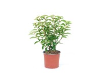 GROW by OBI Por. babérmeggy Angustifolia magas. 45cm cserép 3 liter-Prunus Lus.