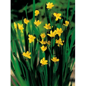 Sárga kaliforniai sásliliom (Sisyrinchium californicum) cserépben, dekoratív tavi növény.