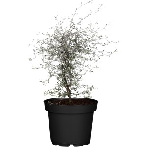 Cikcakk cserje (Corokia cotoneaster) fekete cserépben, kb. 20-30 cm magas.