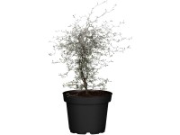 Cikcakk cserje magasság kb. 20-30 cm cserép kb. 1 l Corokia cotoneaster Cikcakk cserje magasság kb. 20-30 cm cserép kb. 1 l Corokia cotoneaster