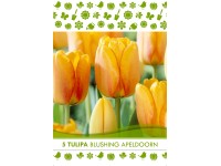 Darwin Blushing Apeldoorn tulipán virághagyma