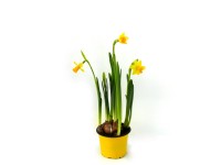 Nárcisz (Narcissus) kb. 9 cm cserépben