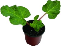 Rebarbara 12 cm-es cserépben