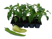 Paprika 10-es pack kiszerelésben kerti növény étkezésre alkalmas