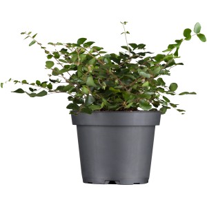 Drótvirág (Muehlenbeckia complexa) cserépben, dekoratív őszi növény apró, kerek levelekkel.