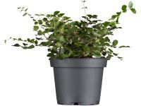 Kúszó keserűporcilán mag. kb. 5-10 cm cserép kb. 9 cm Muehlenbeckia complexa Kúszó keserűporcilán mag. kb. 5-10 cm cserép kb. 9 cm Muehlenbeckia complexa