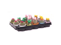 Kaktuszfajták cinkcserépben cserépátmérő 6 cm Cactus