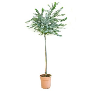Kék eukaliptuszfa (Eucalyptus cinerea) félig törzsesként cserépben, kb. 60 cm magas, a GROW by OBI-tól.