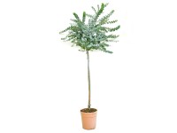 GROW by OBI eukaliptusz mag. kb. 60 cm fél törzs cs. kb. 7 l Eucalyptus cinerea GROW by OBI eukaliptusz mag. kb. 60 cm fél törzs cs. kb. 7 l Eucalyptus cinerea