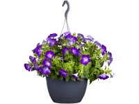 Petúnia ámpolna magasság kb. 30-40 cm cserépátmérő kb. 30 cm Petunia hybride