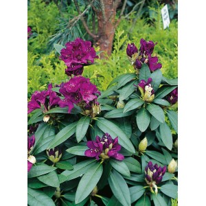 Fekete-lila Rhododendron Polarnacht zöld levelekkel és virágokkal.