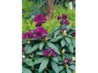 OBI Sarki éjszaka rododendron hybrid lila mag. kb. 20 cm - 30 cm cserép kb. 5 l OBI Sarki éjszaka rododendron hybrid lila mag. kb. 20 cm - 30 cm cserép kb. 5 l