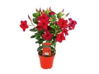 Tölcsérjázmin (Dipladenia)