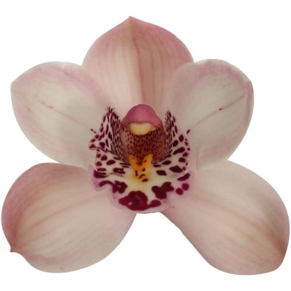 Közeli kép egy rózsaszín-fehér Cymbidium orchideáról, foltos központtal.
