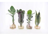 Zöldnövény hidrokultúra vál. üvegvázában mag. kb. 40-45 cm cser.át. kb. 12 cm