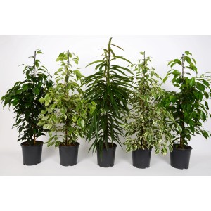 Különböző cserepes fikuszok (Ficus benjamina), szobanövény választék.