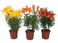 Liliom cserépátmérő: kb. 13 cm magassága 35 cm Liliom cserépátmérő: kb. 13 cm magassága 35 cm