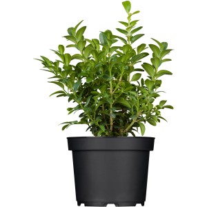 Buxus cserépben, kb. 10-20 cm magas, ideális sövényekhez és szegélyekhez.