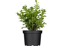 Örökzöld puszpáng kb. 9 cm-es cserépben 6 db Örökzöld puszpáng kb. 9 cm-es cserépben 6 db