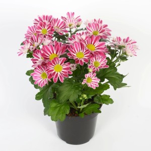 Krizantém Sollinea Pink cserépben, kb. 25 cm magas. Virágzó őszi dekoráció erkélyre és kertbe.