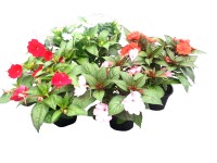 Impatiens Sunpatiens 13 cm-es cserépben Impatiens Sunpatiens 13 cm-es cserépben