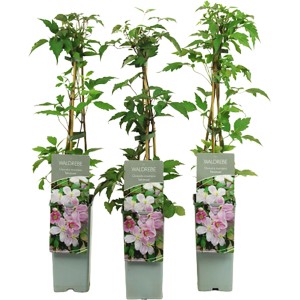 Hegyi iszalag Tetrarose cserépben, rózsaszín virágok, kb. 40-60 cm magas.