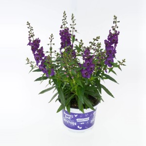 Angyalka 'Summer Survivors' cserépben, lila virágok. Nyári növény ágyásokba és erkélyekre.