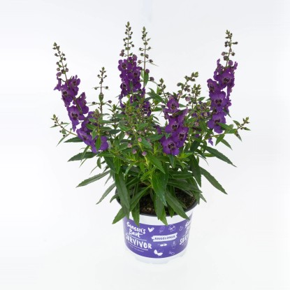 "Summer Survivors" angyalfüzér cserépátmérő kb. 12 cm Angelonia hybrid