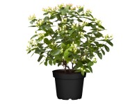 Orbáncfű színes változat magasság kb. 10-15 cm cserép kb. 1 l, Hypericum Hybrida Orbáncfű színes változat magasság kb. 10-15 cm cserép kb. 1 l, Hypericum Hybrida