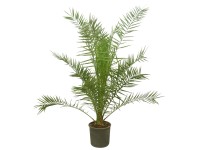 Kanári datolyapálma (Phoenix canariensis) cserépátmérő kb. 14 cm