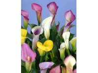 Szobai kála különböző színekben cserépátmérő: kb. 10,5 cm Zantedeschia Szobai kála különböző színekben cserépátmérő: kb. 10,5 cm Zantedeschia