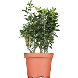 Japán kecskerágó (Euonymus) cserépben, kb. 20-30 cm magas.