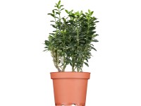 OBI japán kecskerágó magassága kb. 20-30 cm cserepe kb. 3 l Euonymus OBI japán kecskerágó magassága kb. 20-30 cm cserepe kb. 3 l Euonymus
