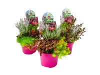 Colour your Garden Trio válogatás magasság kb. 10-15 cm cserépátmérő kb. 13 cm Colour your Garden Trio válogatás magasság kb. 10-15 cm cserépátmérő kb. 13 cm