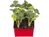 Ostara folytontermő kerti eper 6 darabos tálca Ostara folytontermő kerti eper 6 darabos tálca