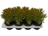 OBI színeváltó kutyatej OBI színeváltó kutyatej