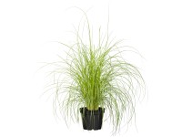 OBI rózsás tollborzfű cserépátmérő: kb. 12 cm Pennisetum