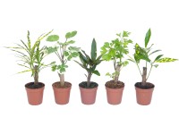 Mini zöldnövény különböző fajták cserépátmérő: kb. 5 cm Mini zöldnövény különböző fajták cserépátmérő: kb. 5 cm