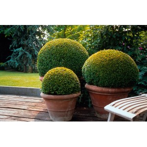 Három különböző méretű, cserepes bukszus gömb (Buxus). Dekoratív formára nyírt növények kertbe és teraszra.