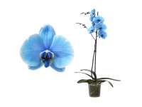 Lepkeorchidea kék kb. 55-70 cm Phalaenopsis