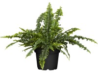 GROW by OBI Szobapáfrány cserépátmérő: kb. 17 cm Nephrolepis exaltata