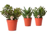 Pozsgások különféle fajta magasság kb. 10-15 cm cserép kb. 9 cm Calathea Pozsgások különféle fajta magasság kb. 10-15 cm cserép kb. 9 cm Calathea